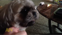 Where Do Dogs Like To Be Scratched
