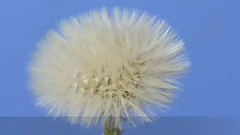 蒲公英生长过程