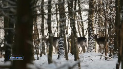 Beloved Forest