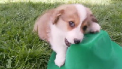 Luck of the Irish Corgi Puppies