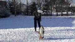 Bella Sheltie Frisbee & Amp Wood
