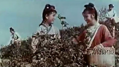 刘三姐采茶歌简谱_刘三姐上山采茶简谱(3)