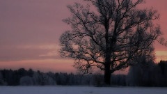 Into The Sun Winter Wonderland