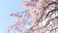 啼鸟识花情