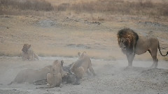 Renner Safaris