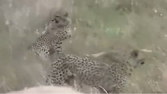 猎豹视频免费观看 566163.jpeg