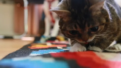 Bub Plays