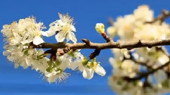 Come Primavera