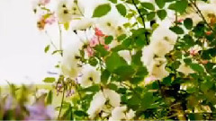 Garden Of Dreams