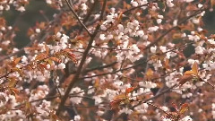 花恋 陶培力