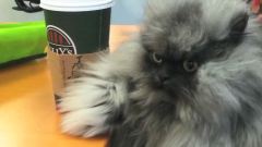 Meet The World's Angriest Cat