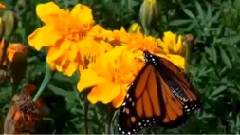 Gentle Wings