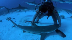 Shark Eats Siblings