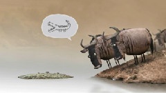 Wildebeest