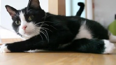 Meowingtons Enables Hax
