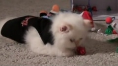 Kitten Time Fun