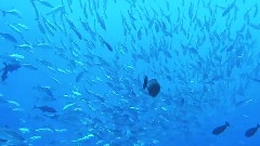 Virtual Trip Tahiti