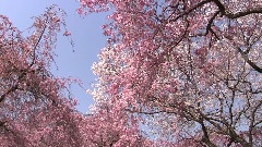 Four Seasons In Tokyo