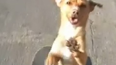 会玩滑板的狗