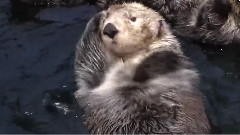 码头的海獭们