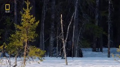 Wild Russia