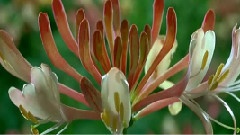 自然生物之美