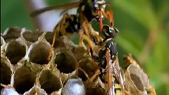 世界生物之美