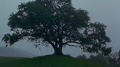 观世界