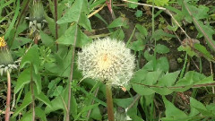 Dandelion Timelapse 4 Hours In 4 Mins