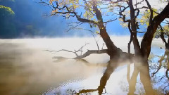 Tree Song