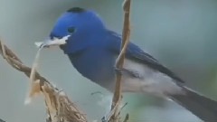 Emiliana Torrini - Birds