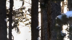 Forest's Lament - Bernward Koch