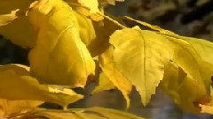 Autumn Slumber
