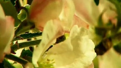 花开的过程
