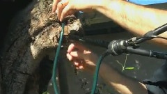 Music From A Tree