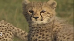 Cute Cheetahs Learn To Hunt