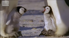 Cool Cute Emperor Penguin Chicks
