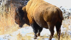 Yellowstone
