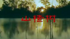 山楂树