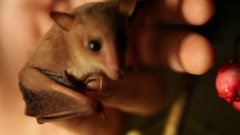 Blossom The Bat