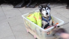 How To Treat An Old Dog