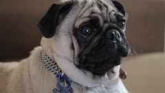Food Critic Pug