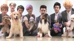 KBS Super Dog 未公开影像