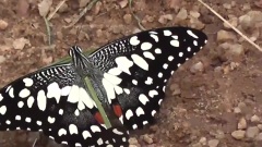 Butterflies & Dragonflies