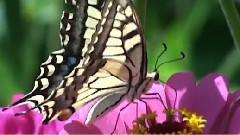 Dance Of The Butterflies