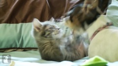 Kitty VS. Three Legged Dog