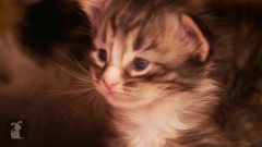 Itty Bitty Kitties