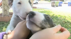 Full Body Puppy Massage