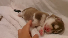 Cutest Siberian Husky Puppy