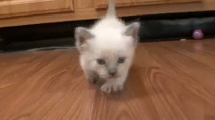 Munchkin